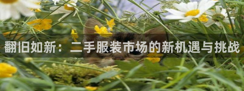 开丰娱乐右7O667
